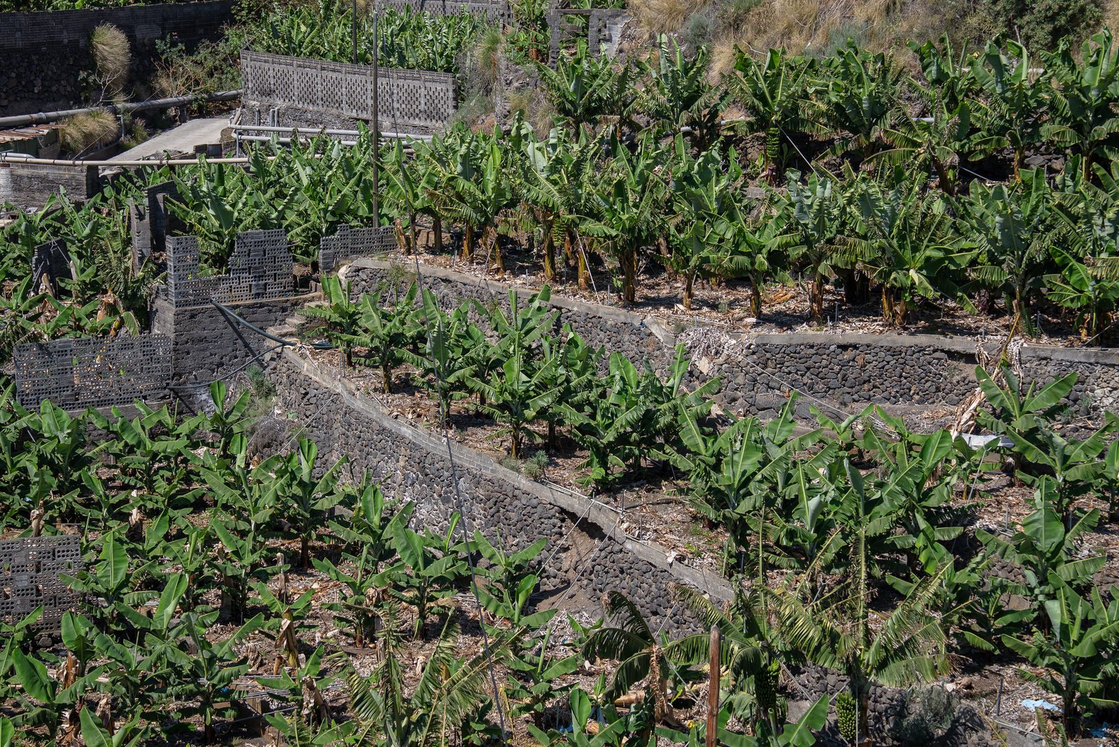 Detalle de una platanera en la finca