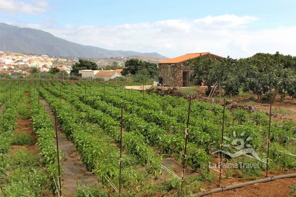Sistema de riego