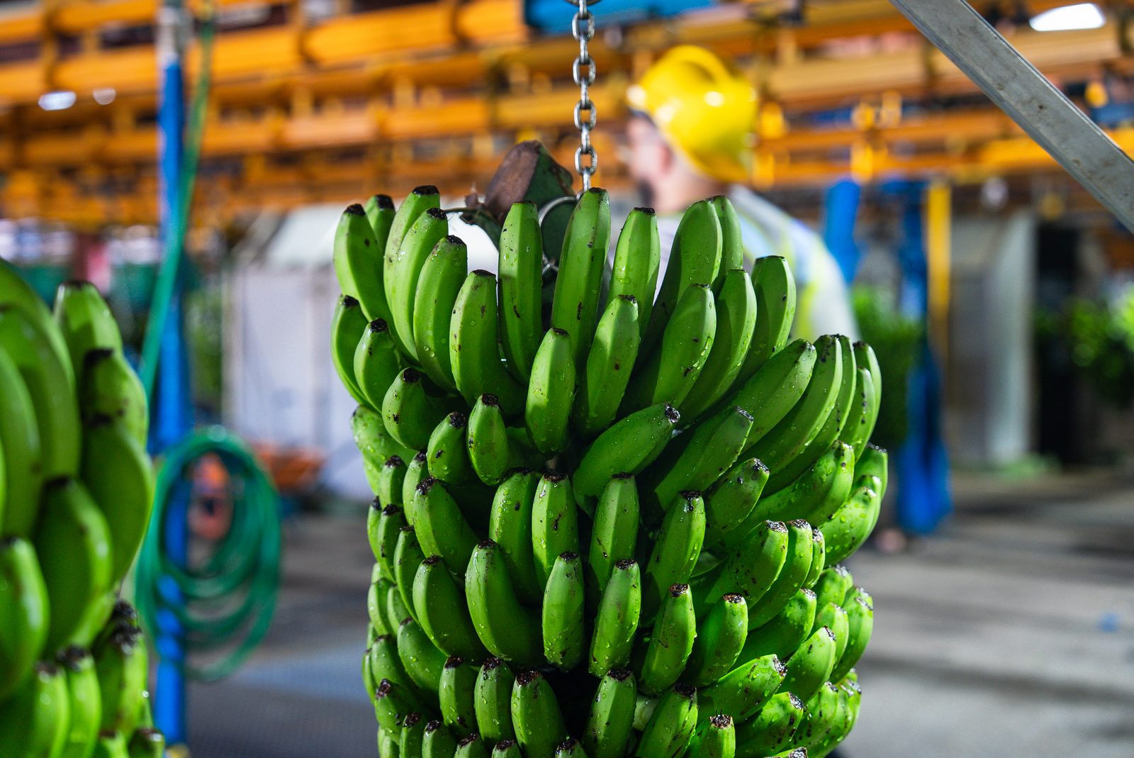 Control de calidad y clasificación del plátano