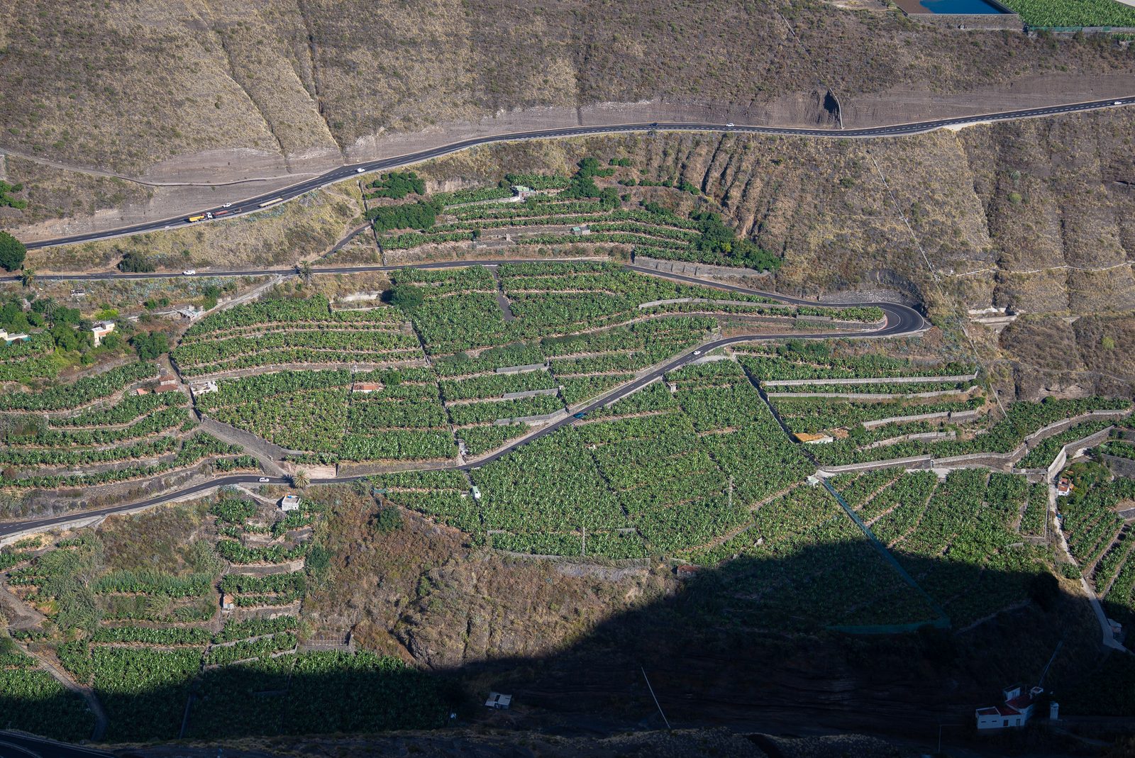 Terrazas de plataneras en el valle de Tazacorte